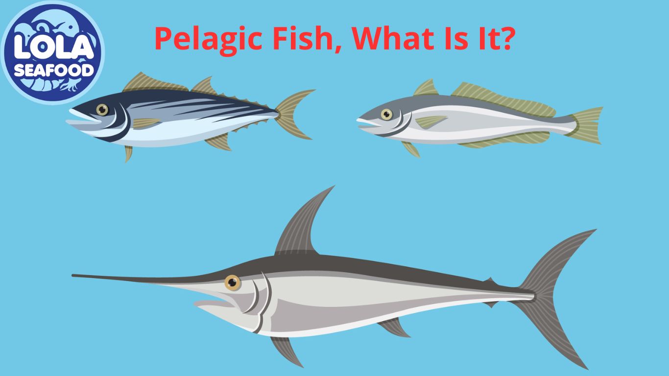 Pelagic Fish, What Is It?